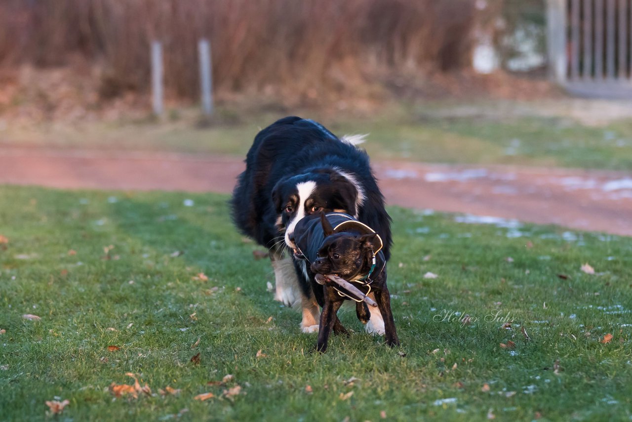 Bild 53 - Hundeshooting